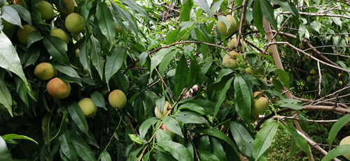 樂(lè)享豐收喜悅，競(jìng)達(dá)科技園的水蜜桃成熟了！